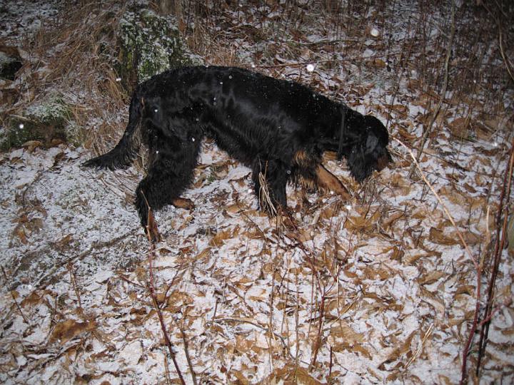 crgordons_048.jpg - Oliver checking out some scents in the freshly falling snow. The large white spots in the photo are snowflakes reflecting the camera flash.